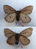 FIGURE 3b FIGURE 3b